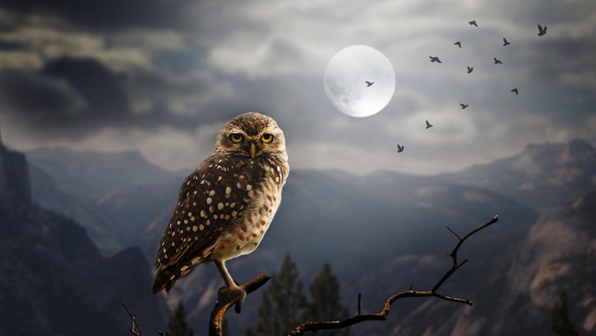 Happy ‘Owl-oween’
