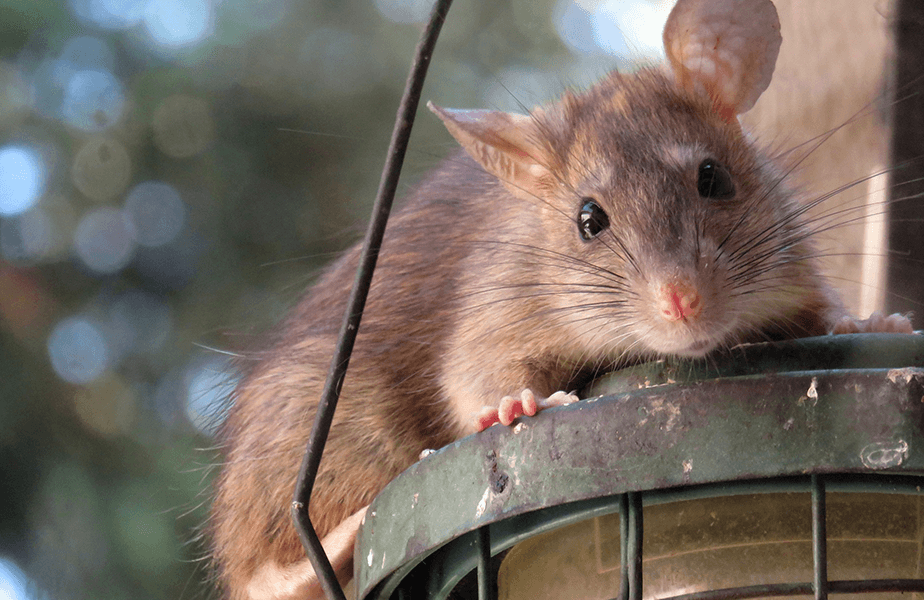 PETA Presents Gift: CongRATulations!