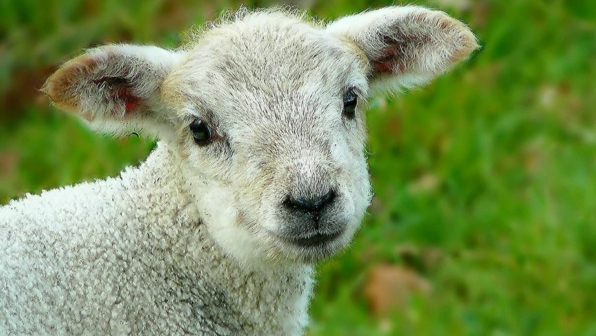 Will ‘Ewe’ Forgive Me?