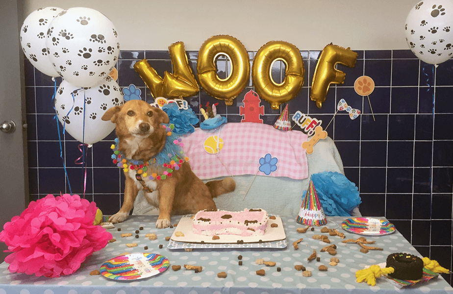 PETA Presents Gift: Happy Birthday!