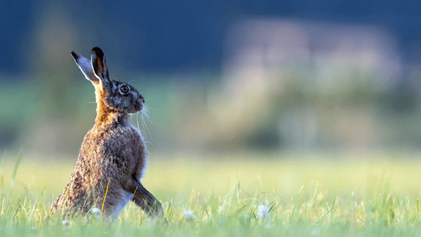 Have a Good <em>Hare</em> Day