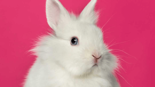 Happy Easter, Bunny!