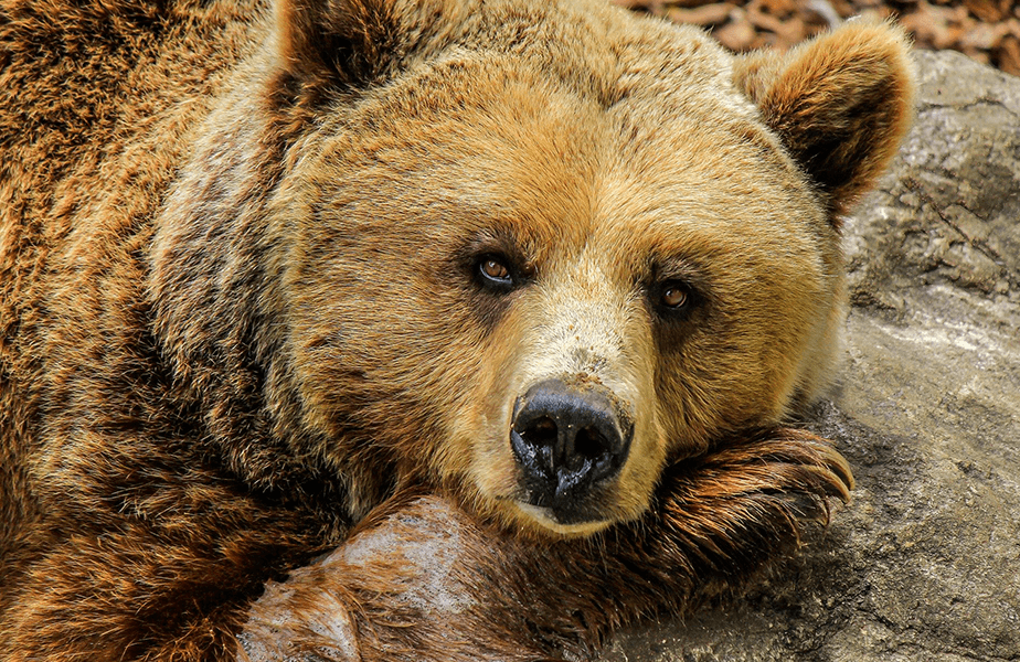 PETA Presents Gift: You’re the ‘Beary’ Best!