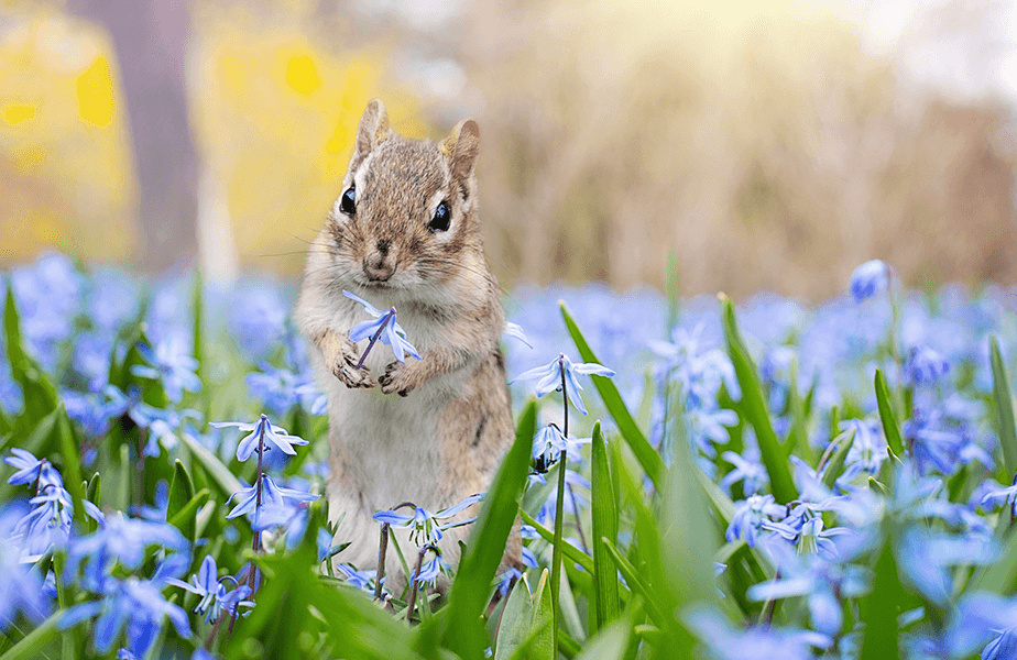 PETA Presents Gift: Thank you!