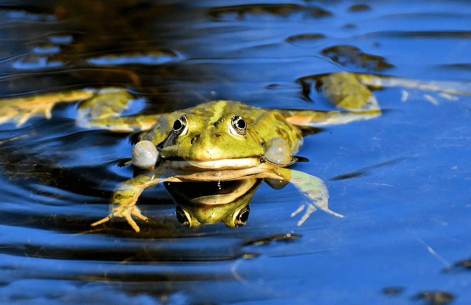 PETA Presents Gift: Un’frog’getable, in Every Way