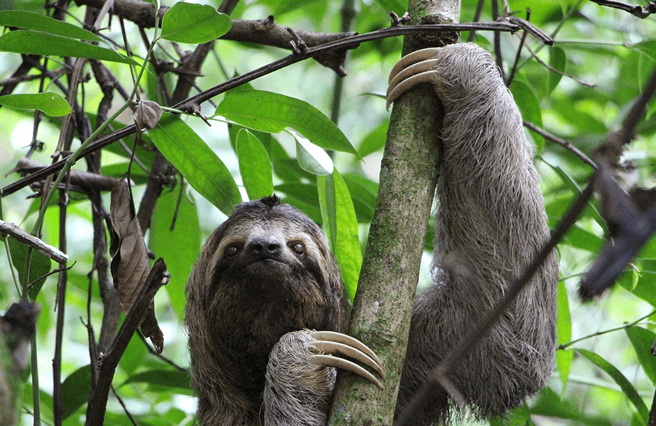 PETA Presents Gift: Thanks a ‘Sloth’!