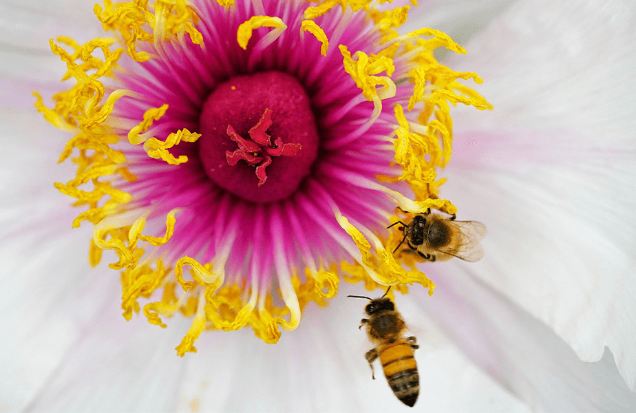 PETA Presents Gift: ‘Bee’ Well Soon