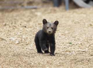 PETA Presents Gift: A Bear Hug For You!