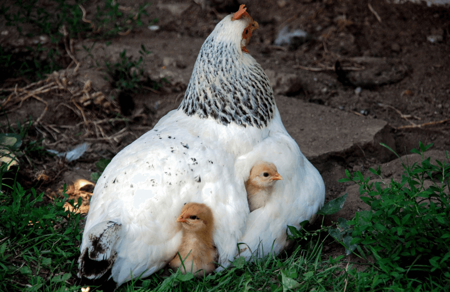 PETA Presents Gift: Happy Easter!