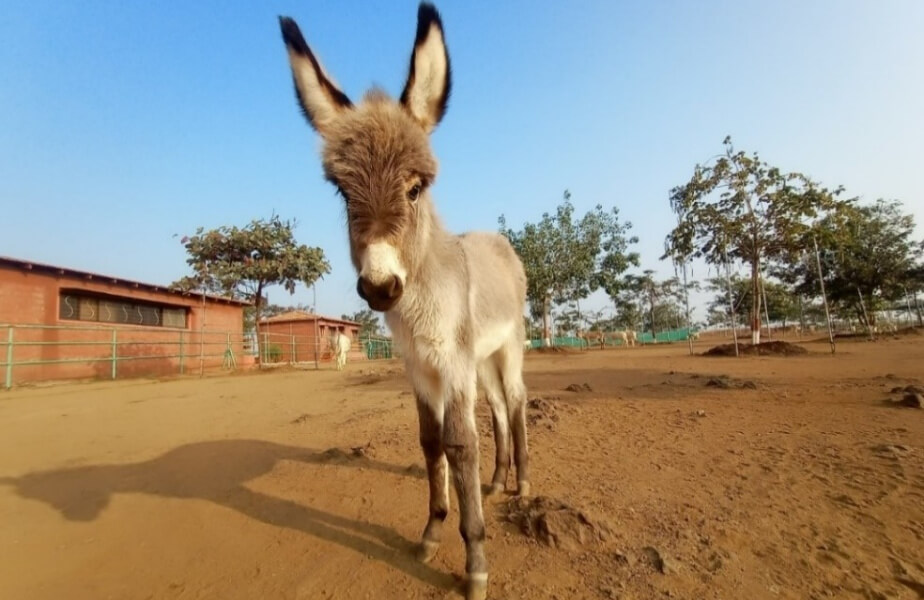 PETA Presents Gift: What’s New? Do Tell—I’m All Ears!