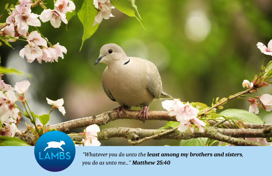 PETA Presents Gift: Praying That You Find Peace in Your Heart