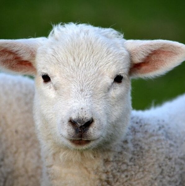 PETA LAMBS