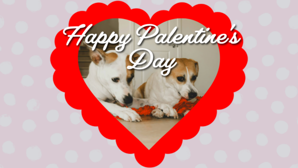 Happy Pal-entine’s Day