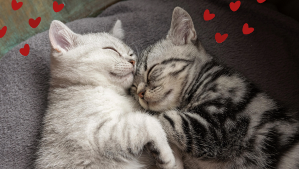 You’re my Purr-son