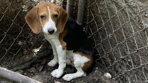 Rescue an Animal in Need